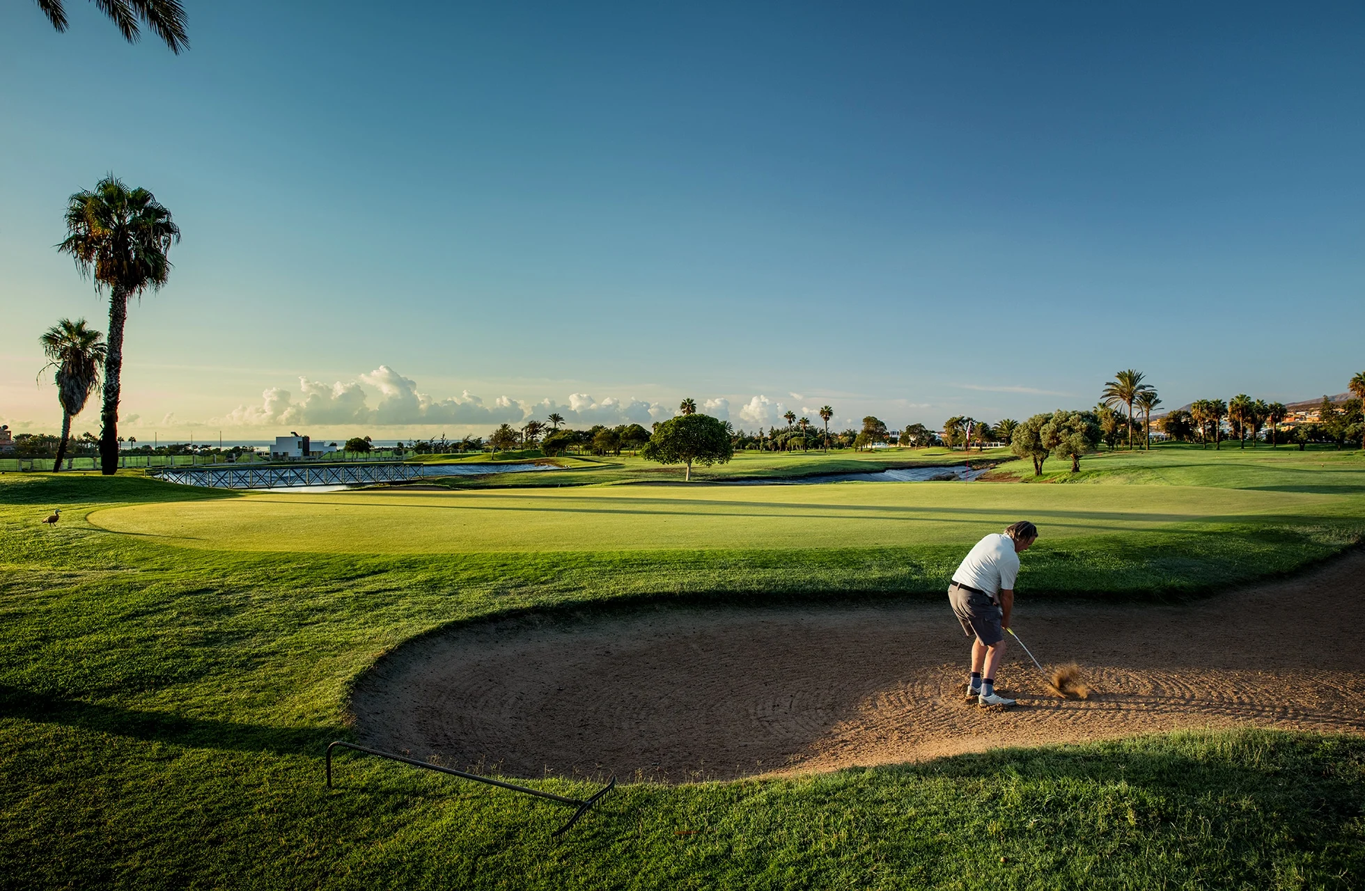 golfspiller som slår fra sandbunker på fuerteventura golf, med green, fairway, vannhinder og palmer i åpent parklandskap i dagslys