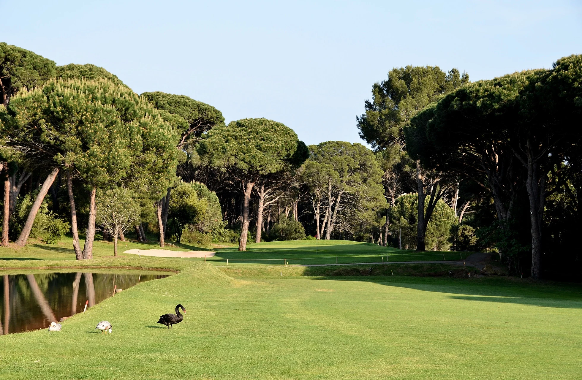 golfhull med fairway langs vann, omgitt av furutrær og grønt landskap i rolig omgivelser