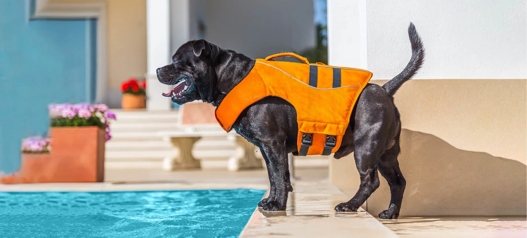 life jacket for dog