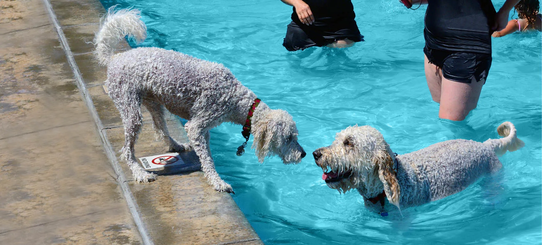 Is your dog comfortable in water