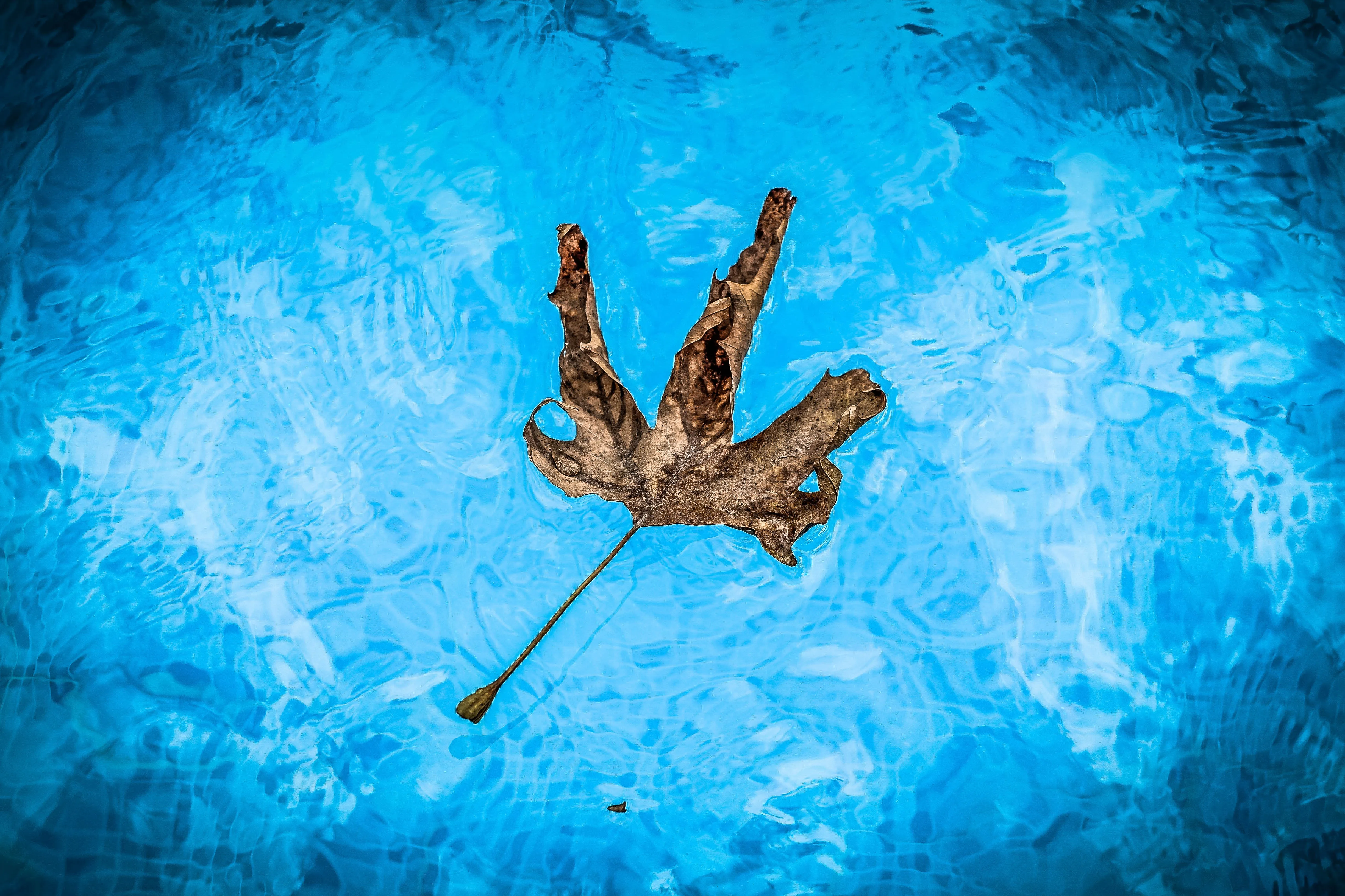 A picture of a leaf in a pool
