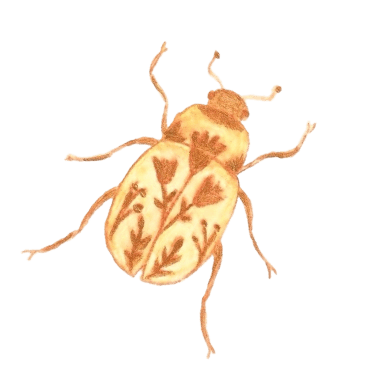 Hand drawn gold beetle by Emma