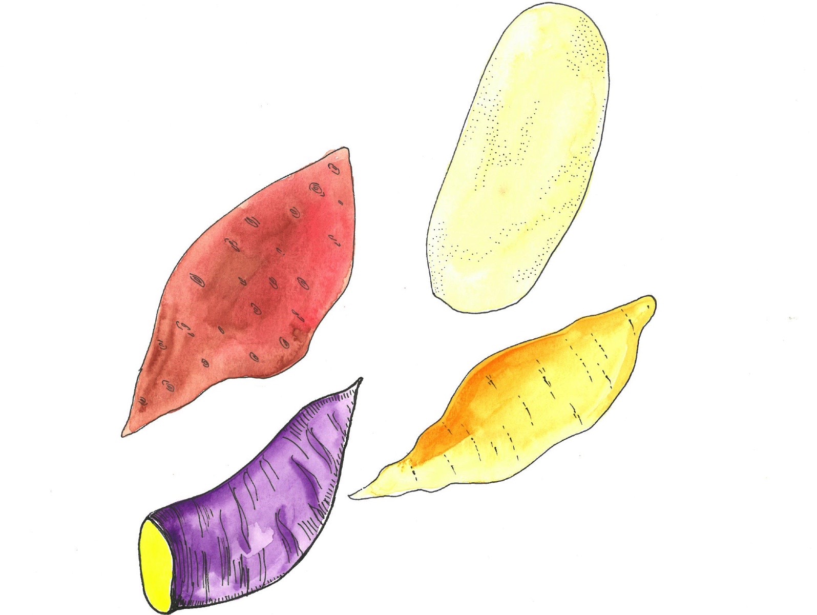a drawing of four types of sweet potatoes on a white background