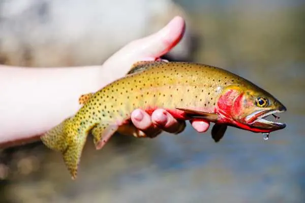 Cutthroat Trout