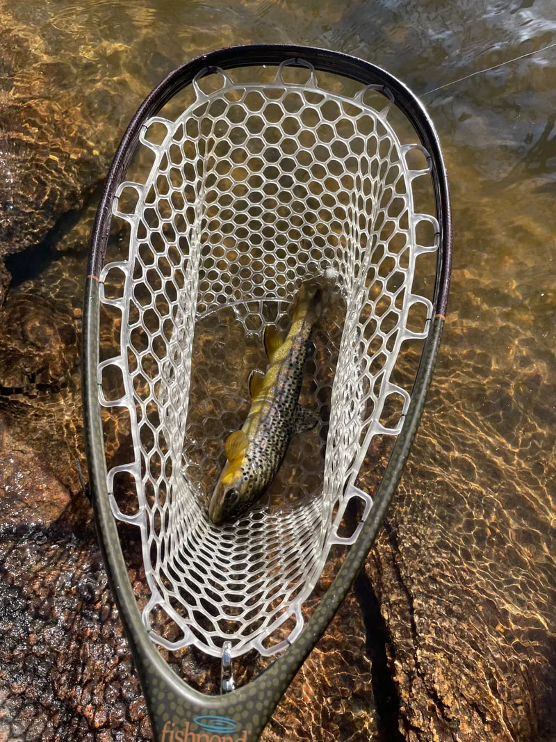 Boulder Creek - Fish 2