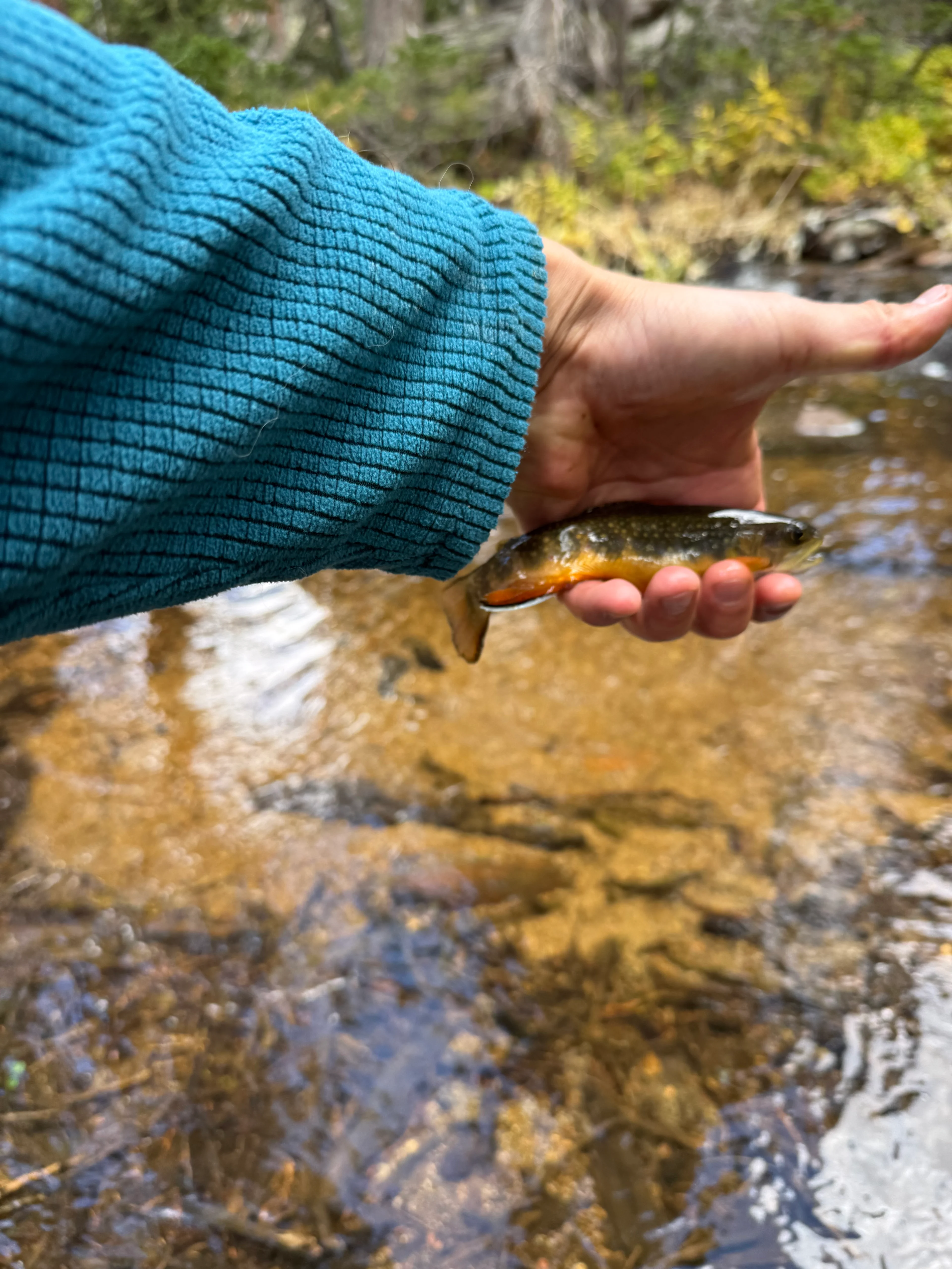 IMG 6220 - Christoph Efstathiou