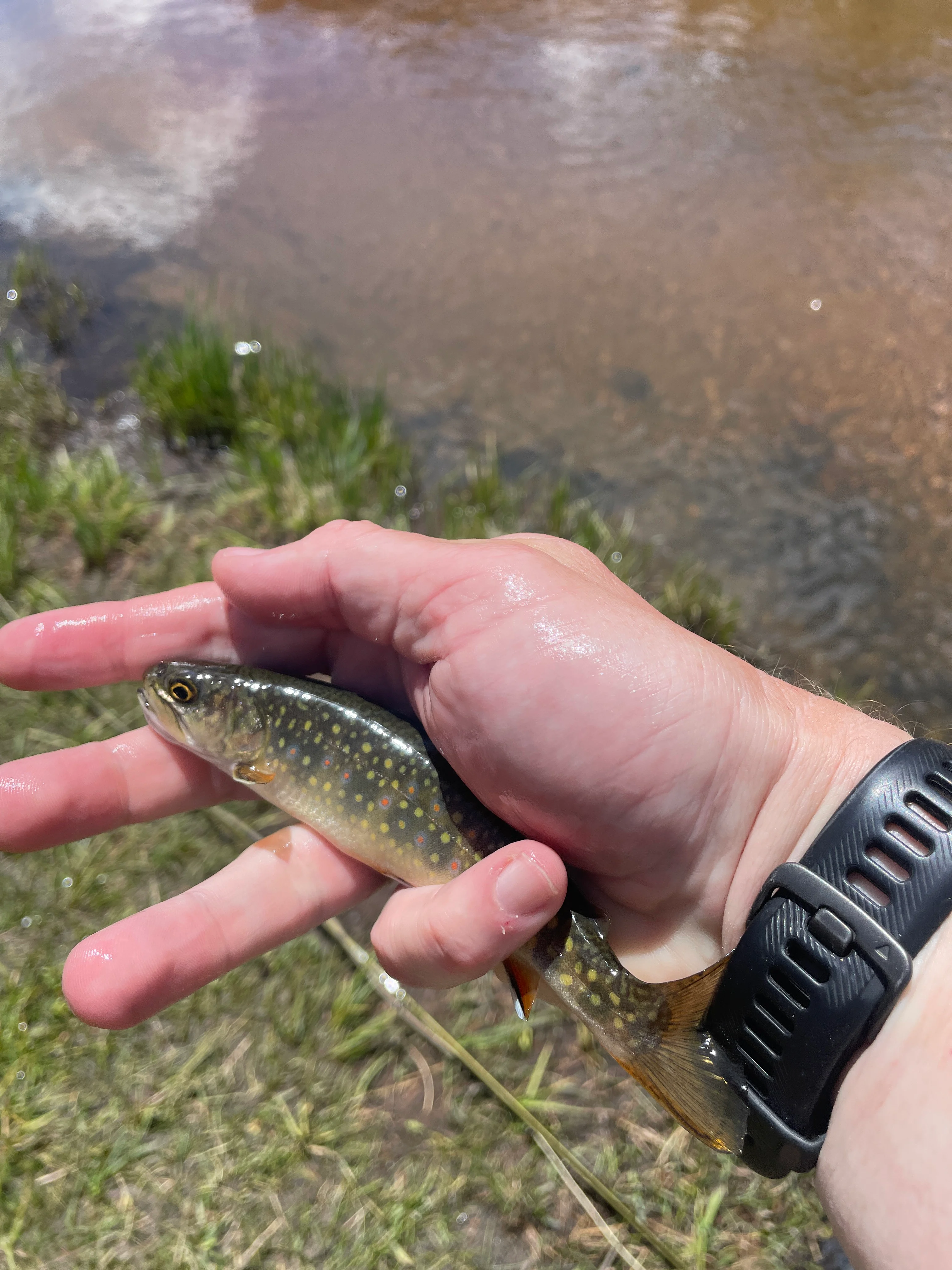 IMG 1910 - Andrew Todd