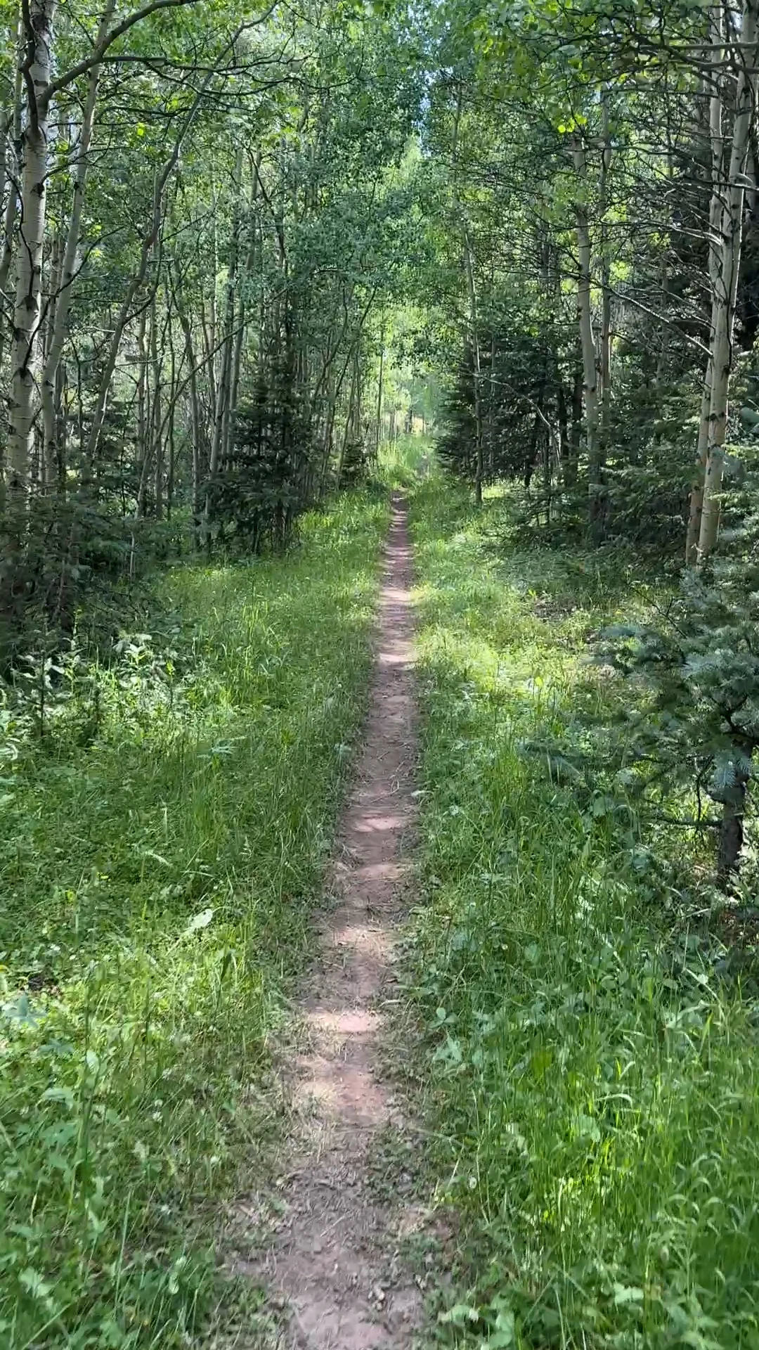 Horn Trail in the Aspens
