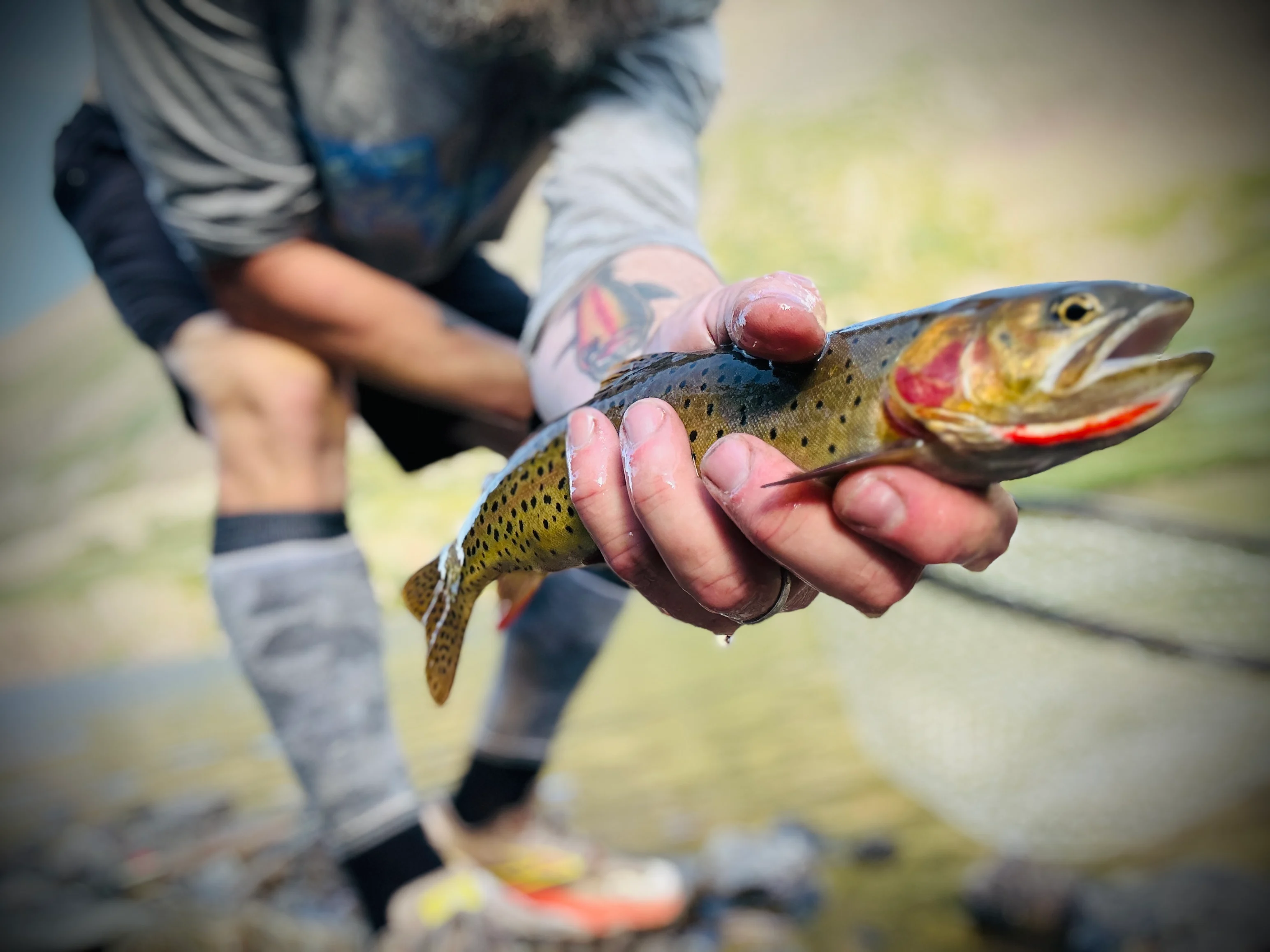 Upper Horn Lake Cutthroat