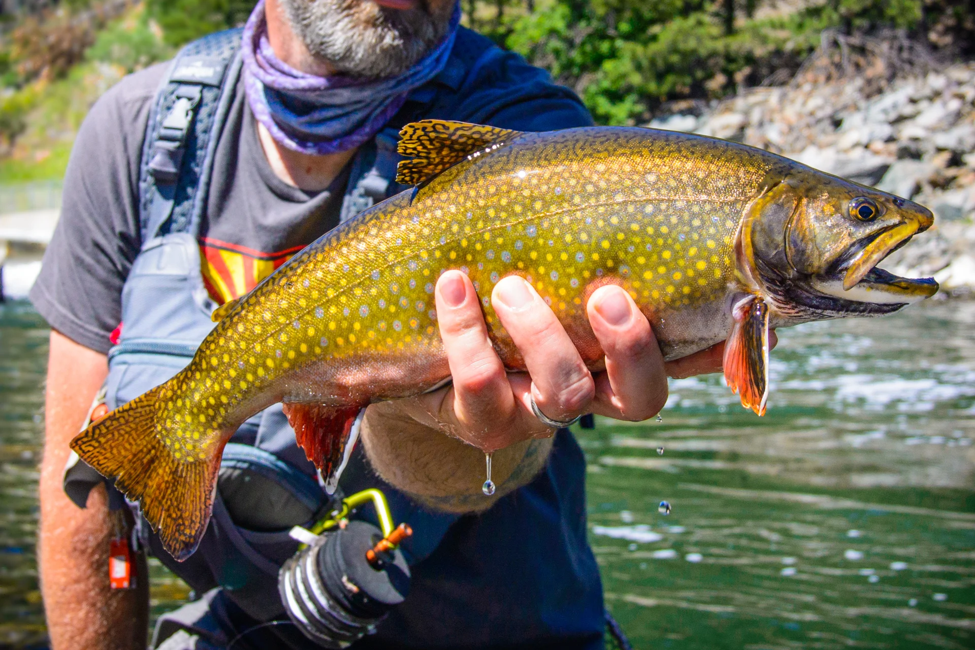 Brook Trout