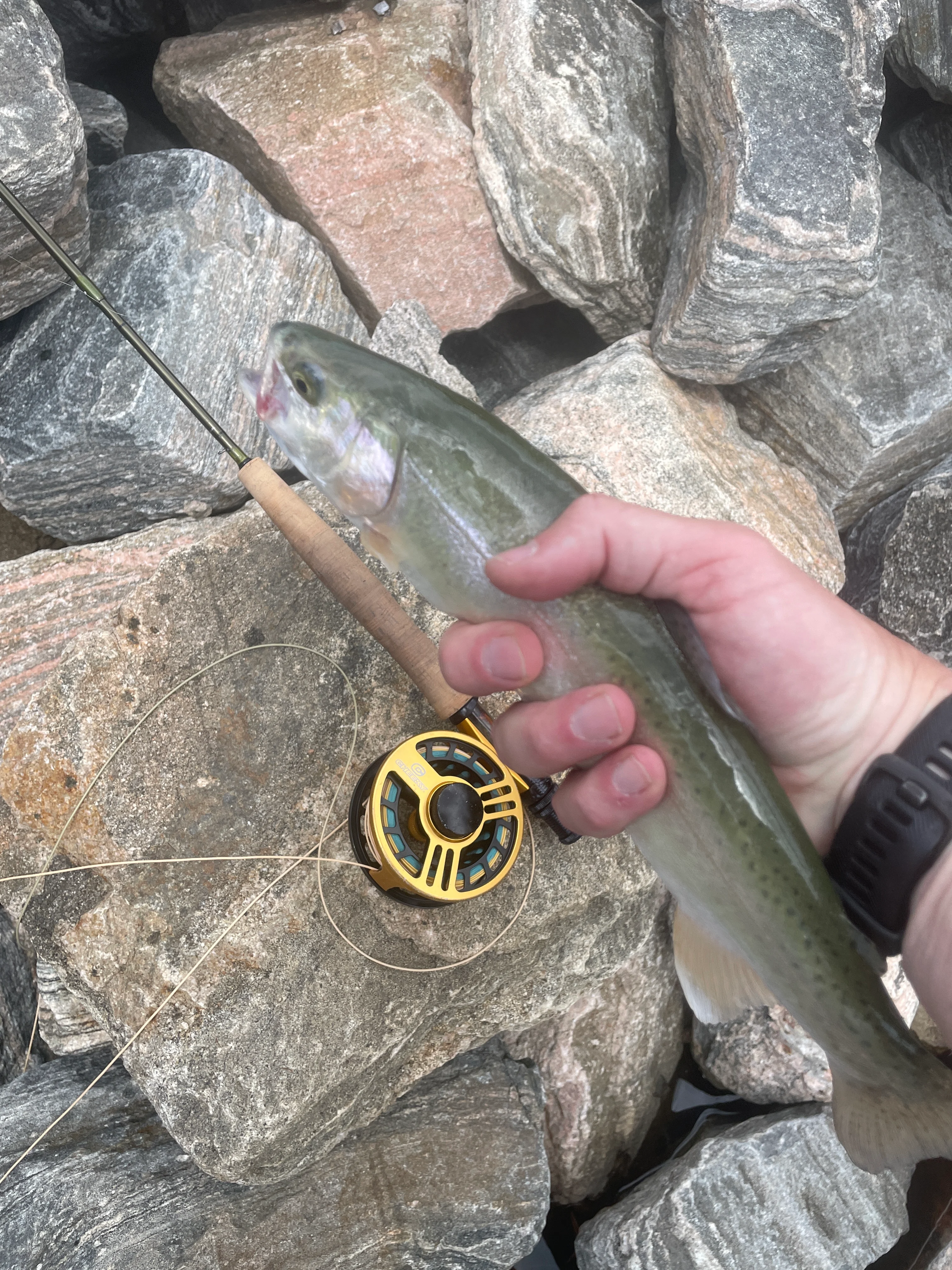 IMG 1914 - Andrew Todd