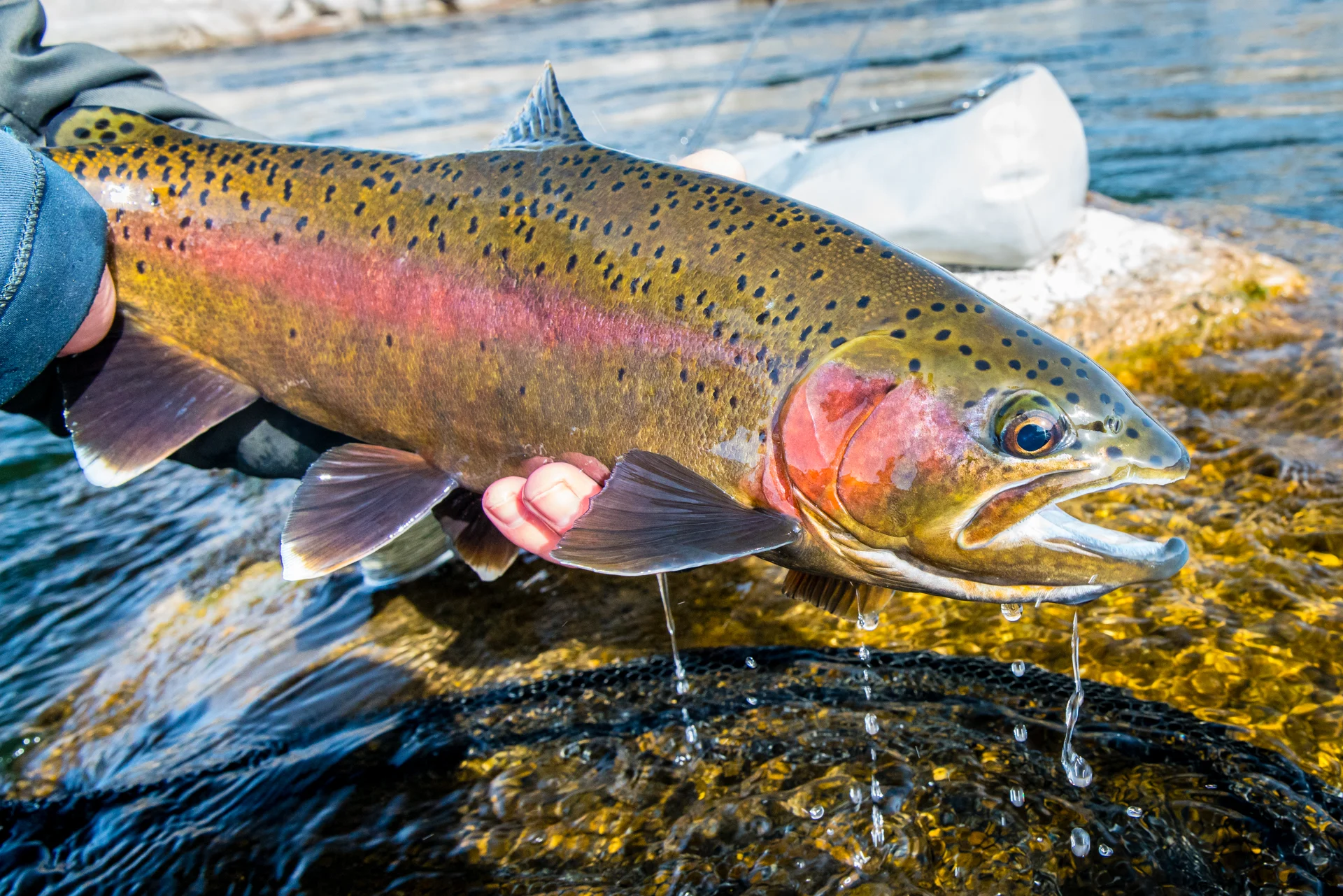 Rainbow Trout