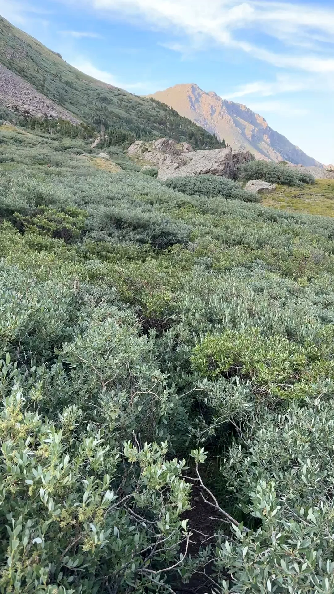 Horn Lakes Trail in the Willows near Upper Horn Lake