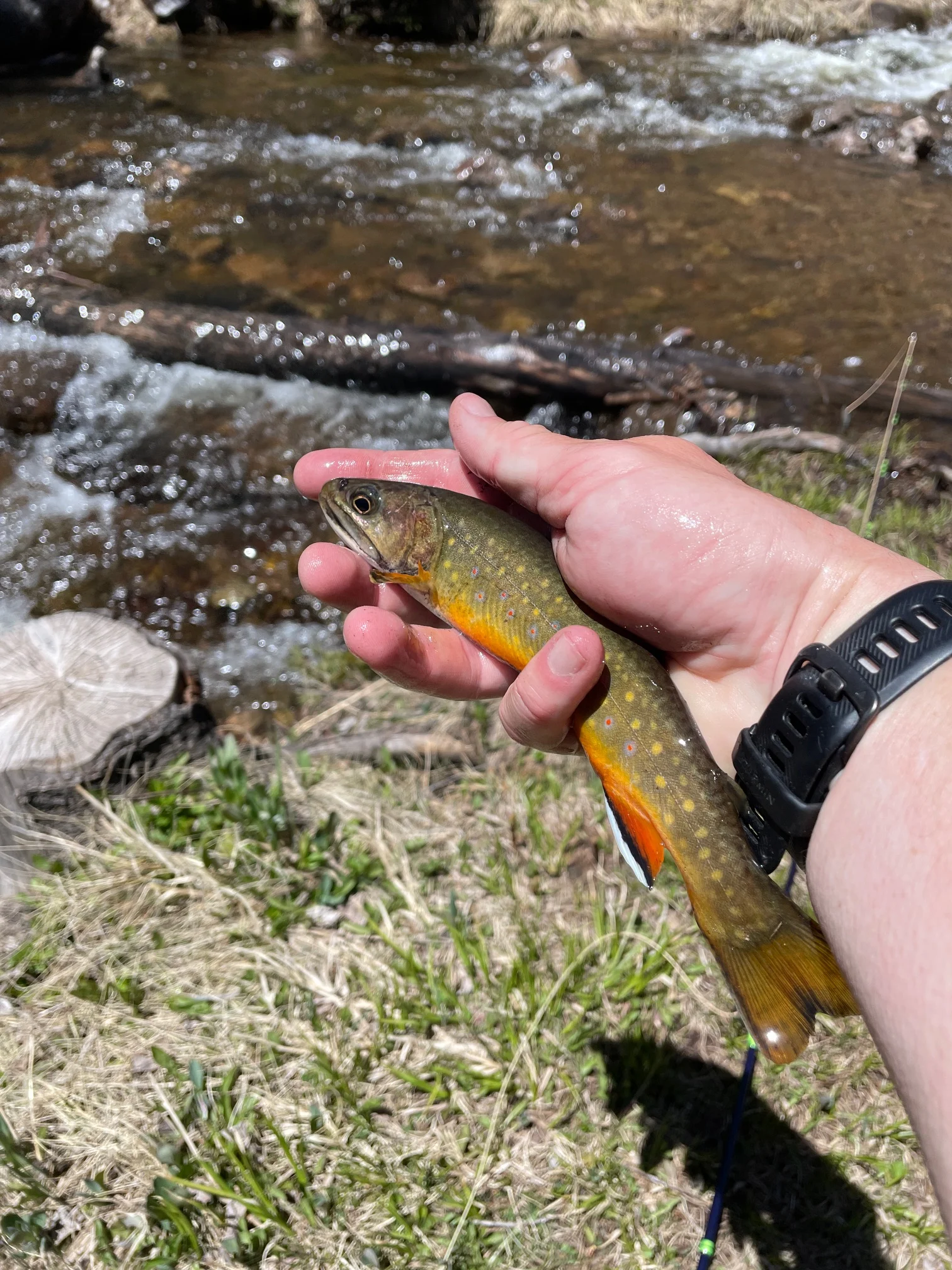 IMG 1844 - Andrew Todd