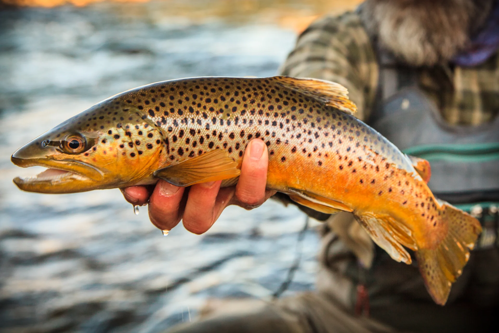 Brown Trout