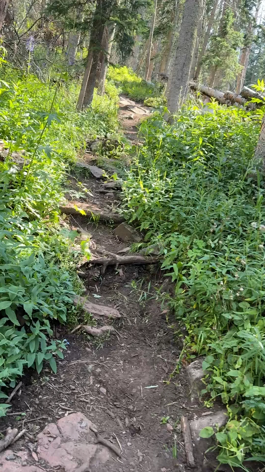 More Horn Lakes trail photos