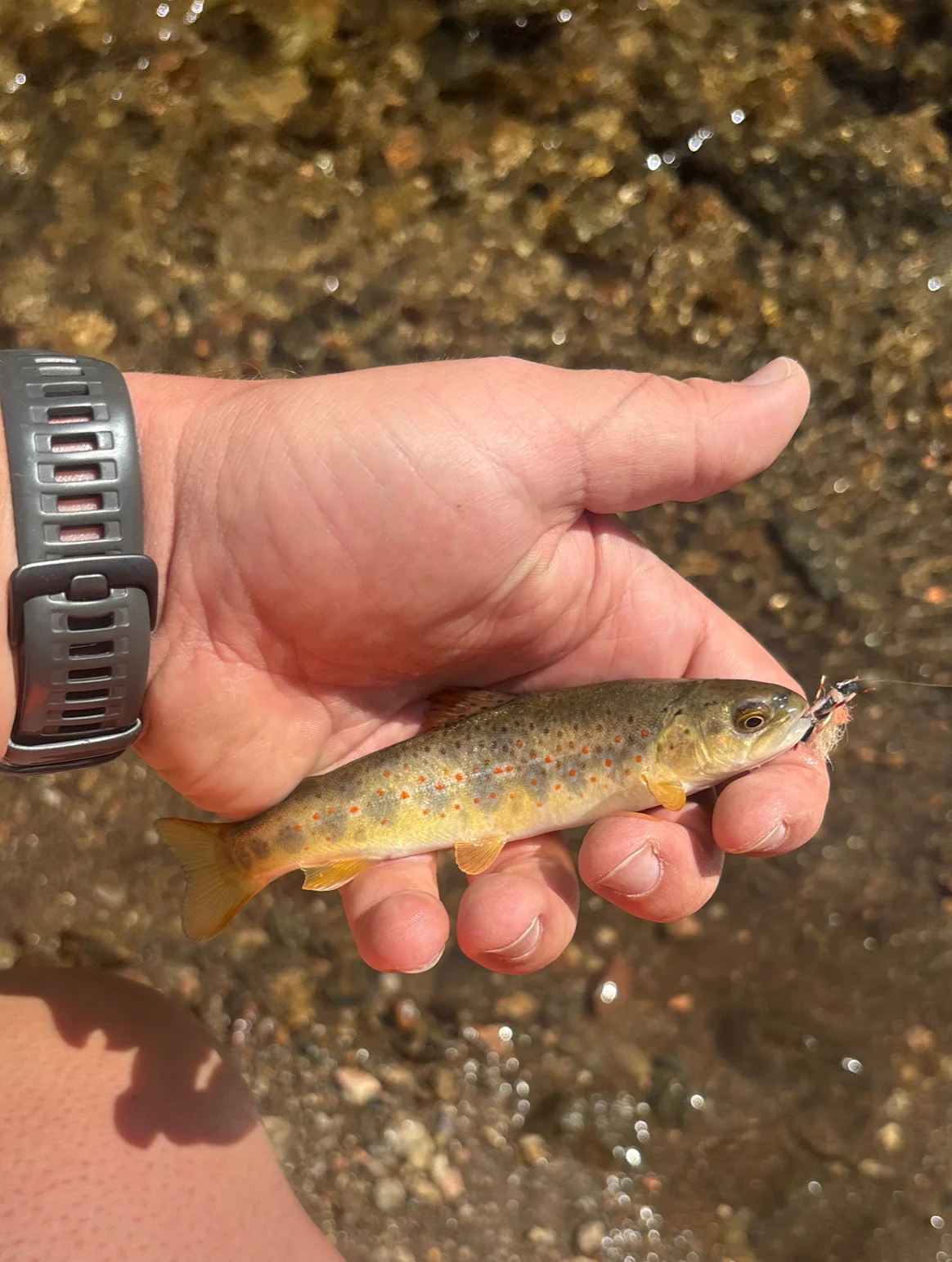 North Fork Big Thompson- IMG 2068- Brown Trout