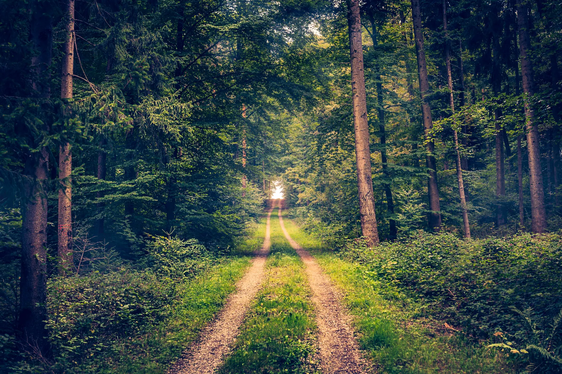 franquicia-vs-startup-que-camino-tomar