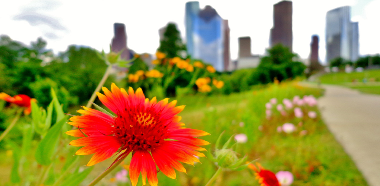 Late Summer Houston Tips