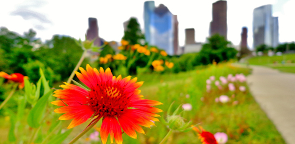 Late Summer Houston Tips