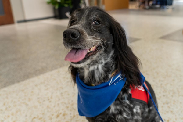 TSA Service Dog Requirements: What Travelers Need to Know