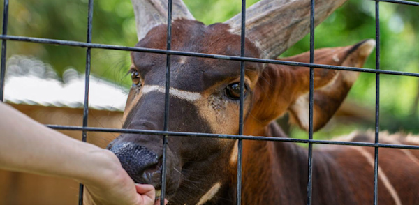 5 Houston Area Attractions for Families