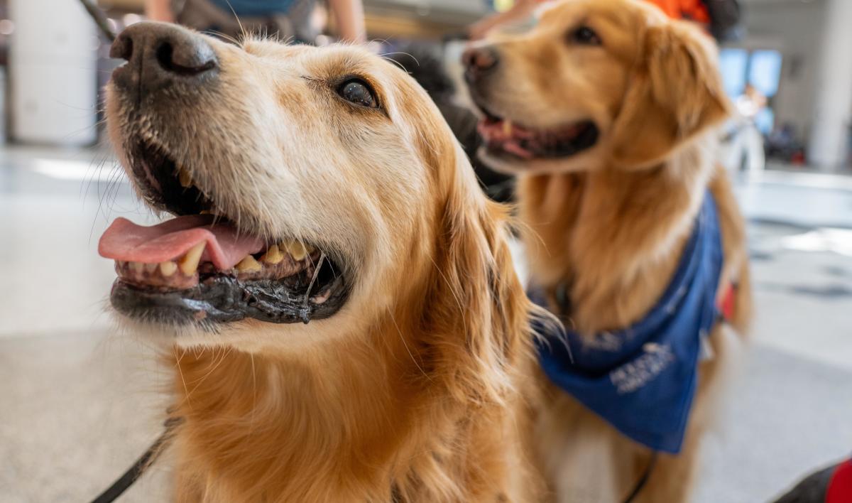 Volunteer Therapy Dog Program 