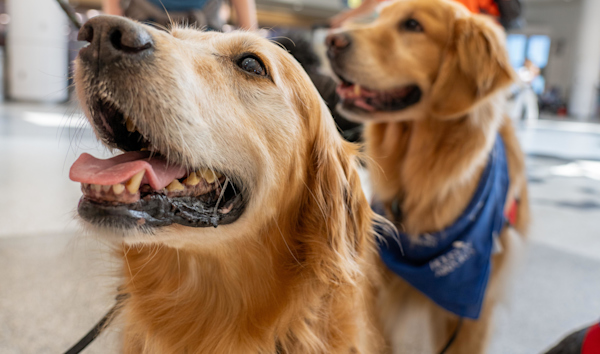 TSA Service Dogs: What Travelers Need to Know