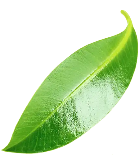 Lyons Leaf 1