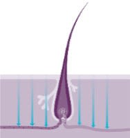 Wirkmechanismus von Regaine® mit Minoxidil
