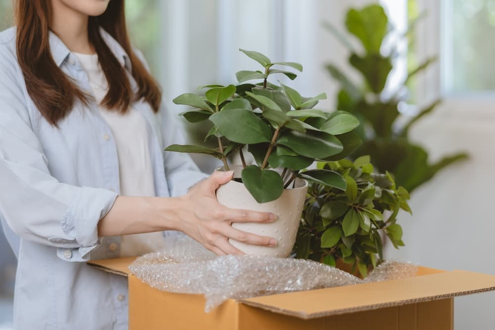 Article image for: How to Move with Plants