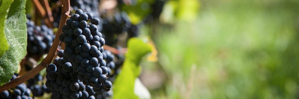 Le vin un véritable investissement