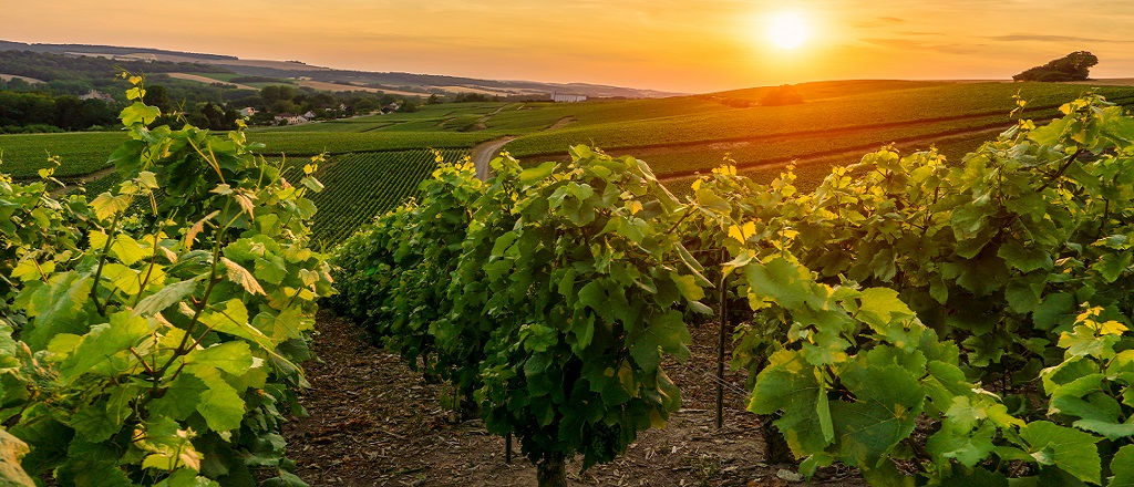 Les placements plaisir permettent d’épargner tout en s’adonnant à une ou plusieurs de ses passions.