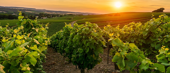 Le vin fait partie des placements plaisir