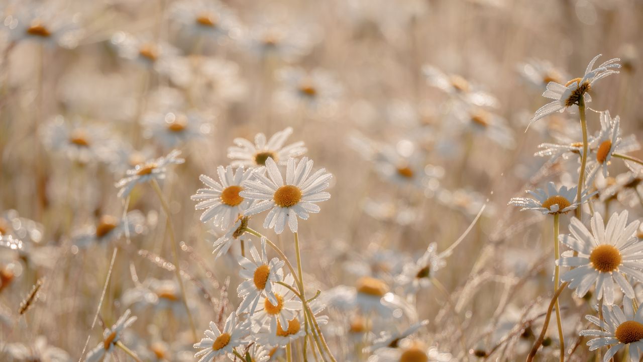 What to Do Before You Get Pregnant: A Practical Guide