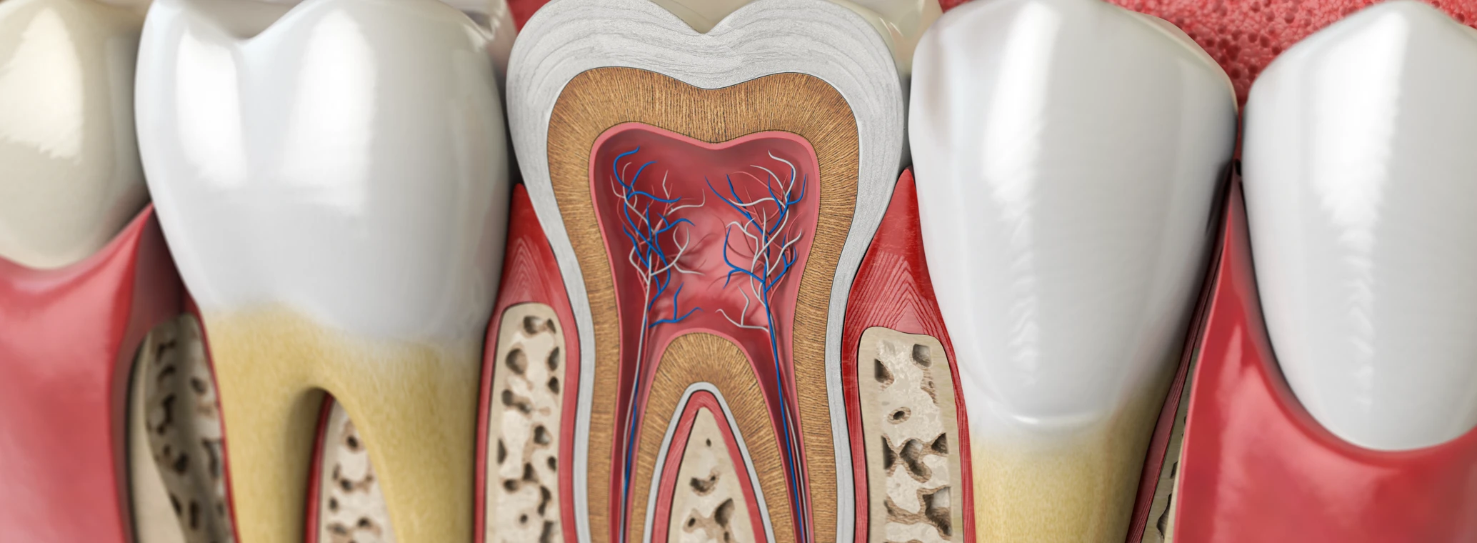  Tooth model cross section