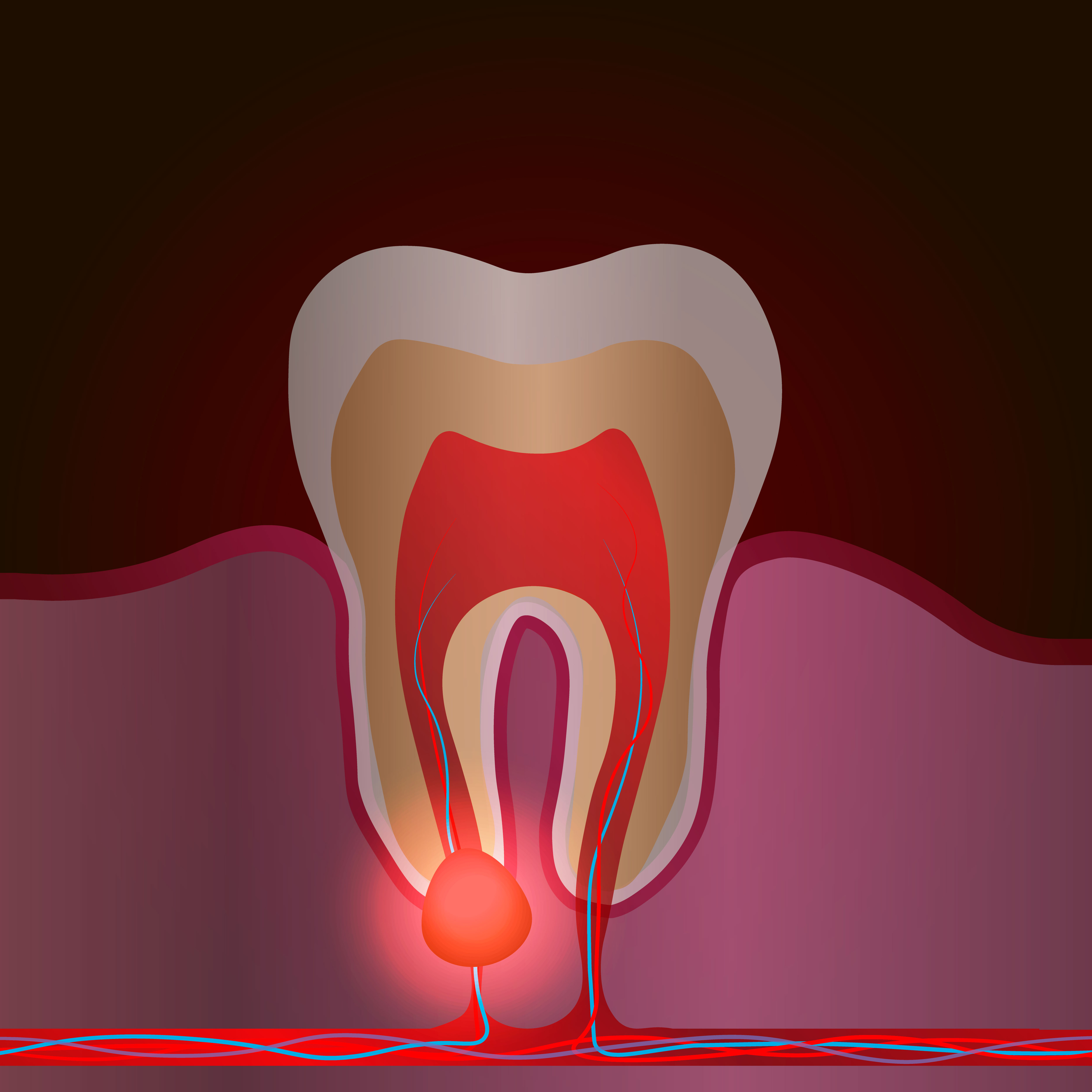 Illustration of cross section of a tooth