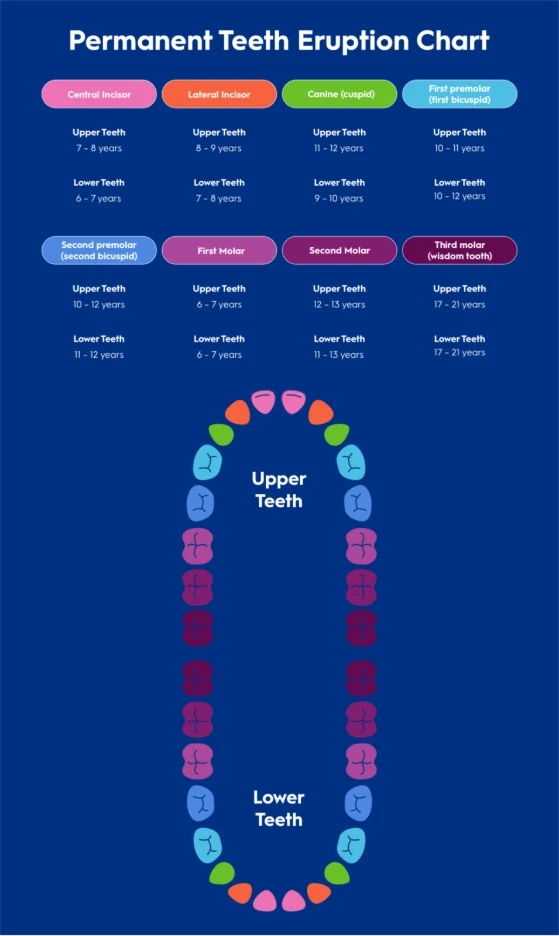Eruption Chart for Permanent Teeth | Crest