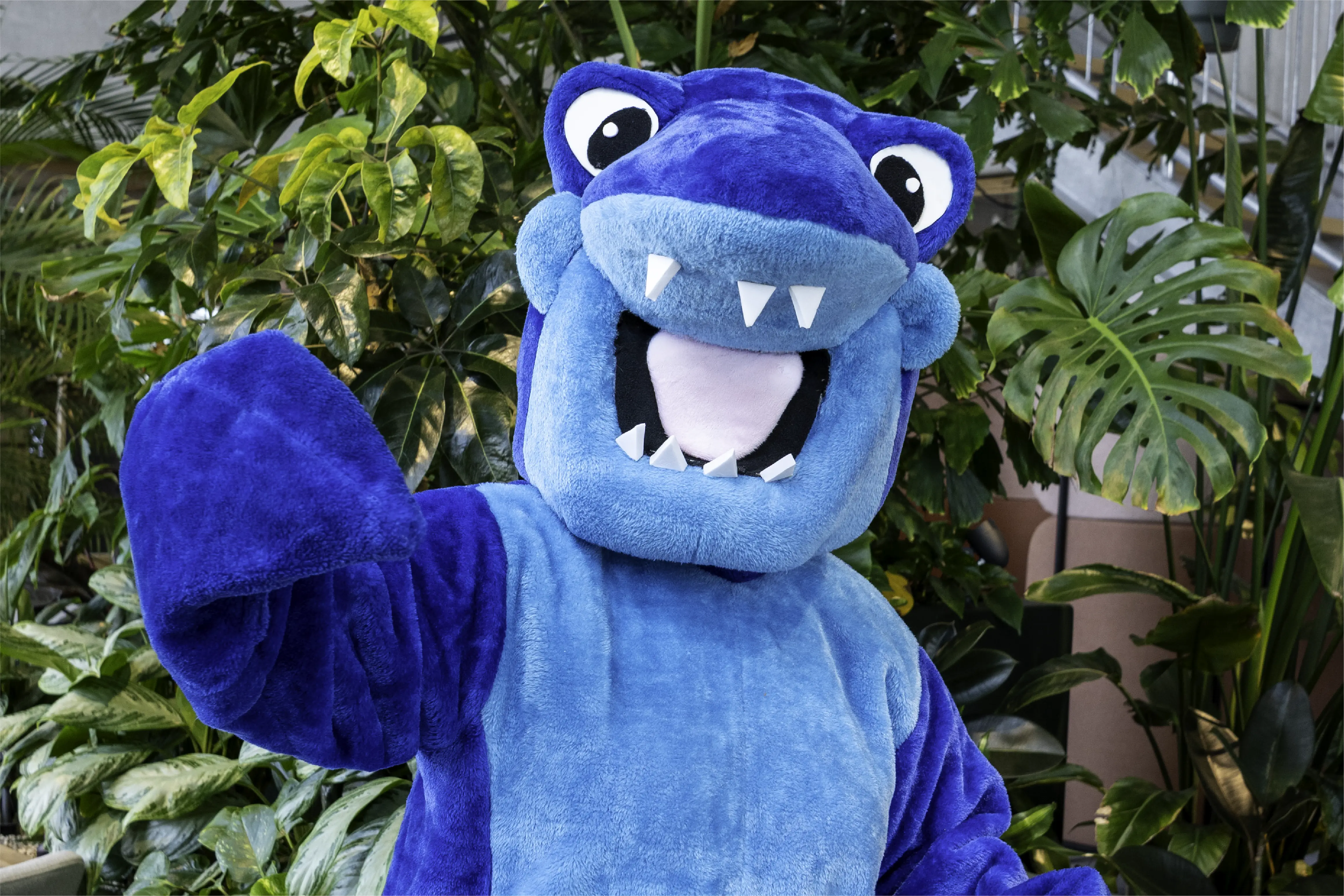 sharkie