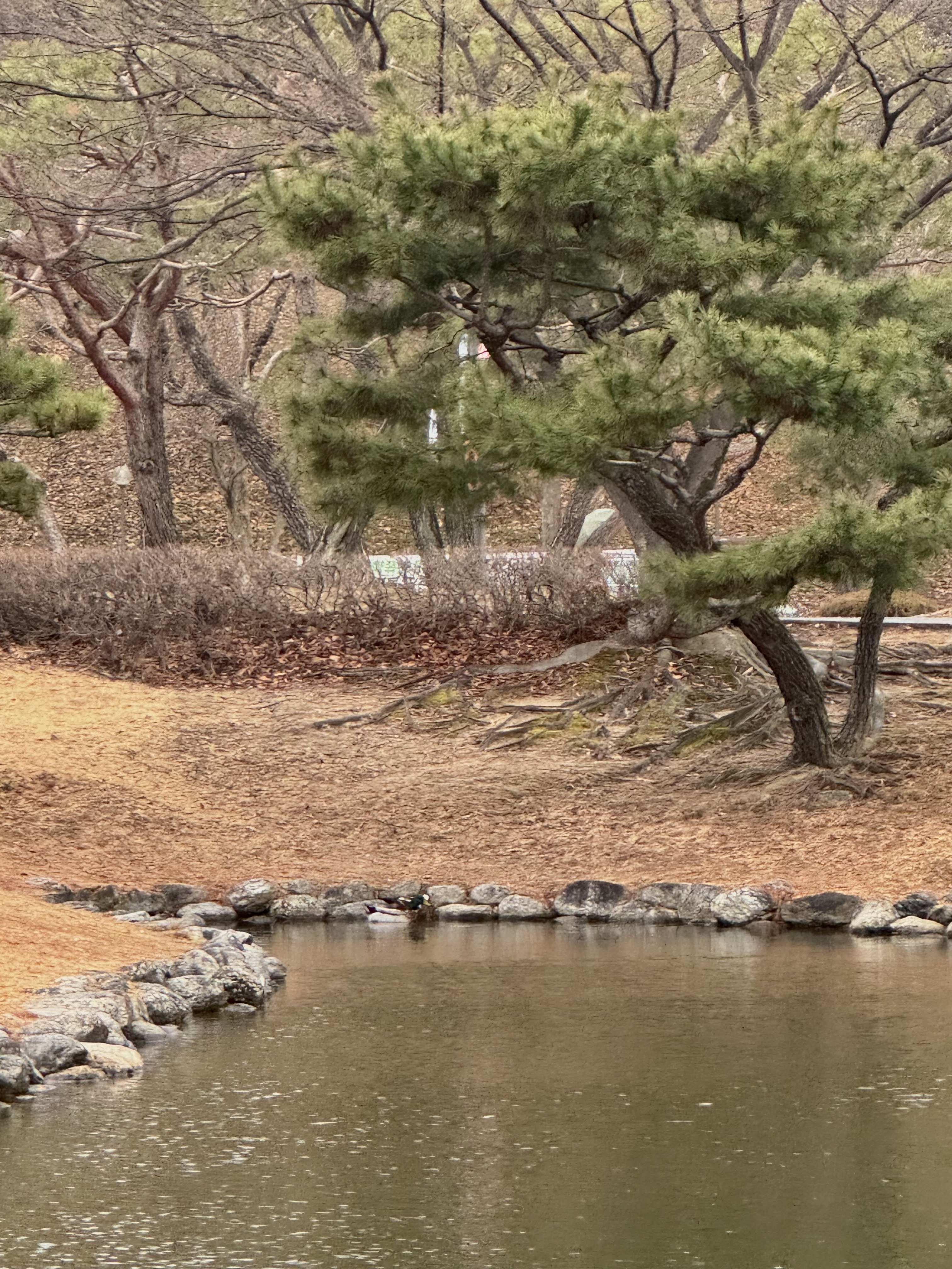 카이스트 오리 연못에 보이는 오리