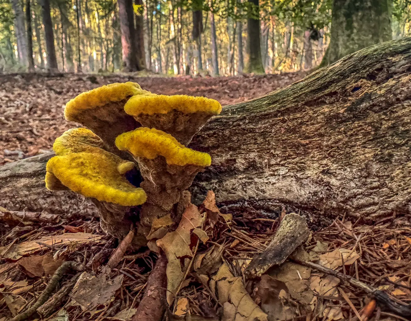 Het is de komende dagen herfst in Nederland - John Oomen