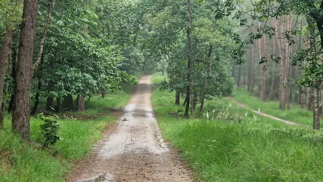 Regen in Nederland - Reinout van den Born