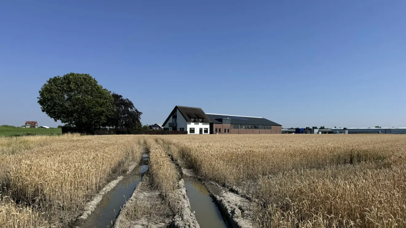 Het koren rijpt in de warme zomerzon - Jolanda Bakker