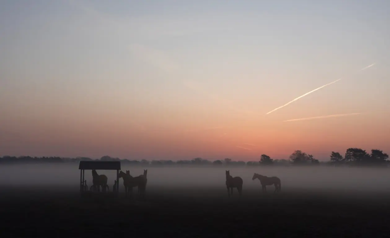 Een fraaie zonsopkomst, vanochtend in de buurt van De Lutte - Tonny Morsink