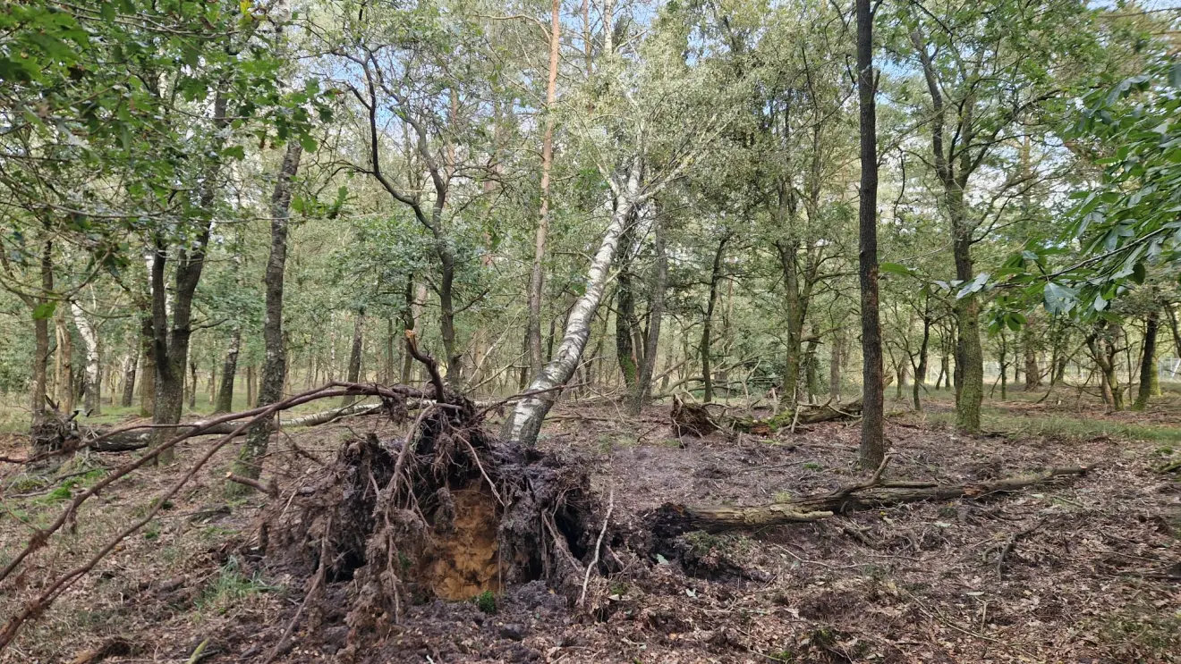 Ik loop tegen nieuwe, omgewaaide bomen aan - Reinout van den Born