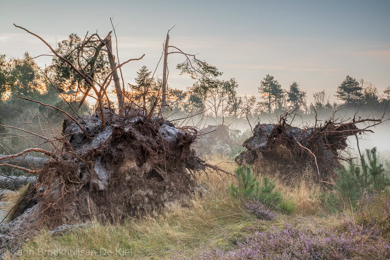 Grote kluiten markeren de plaats waar eens bomen stonden - Karin Broekhuijsen