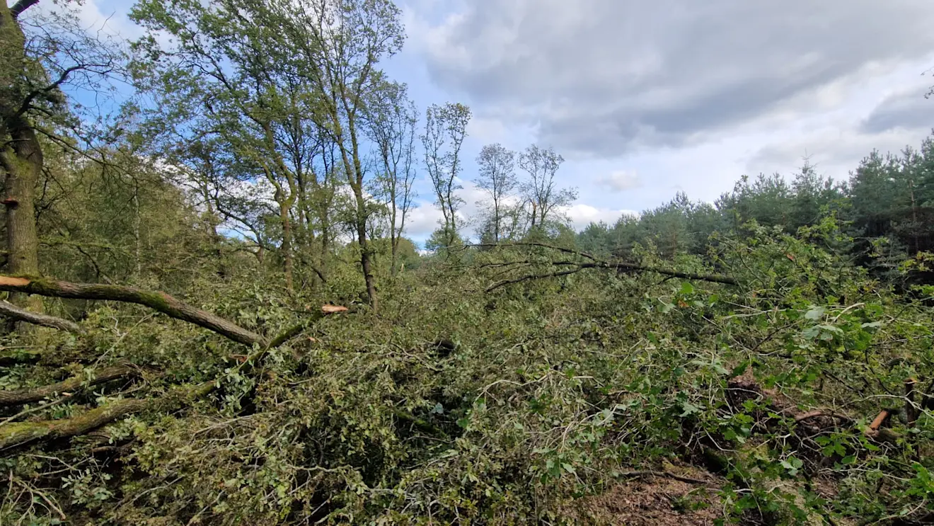 Schade in het bos door een tornado bij Arnhem - Reinout van den Born