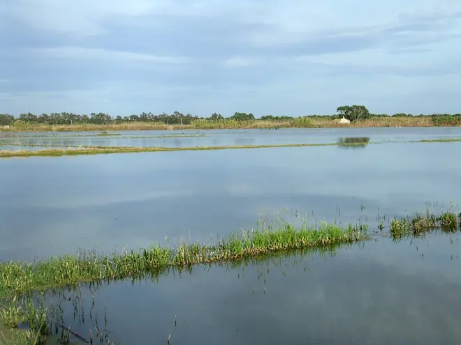 Rijstvelden rond la Albufera bij Valencia - Alberto Vendrell Bernabeu