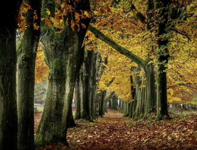 De bossen staan nog steeds mooi in kleur - John Oomen