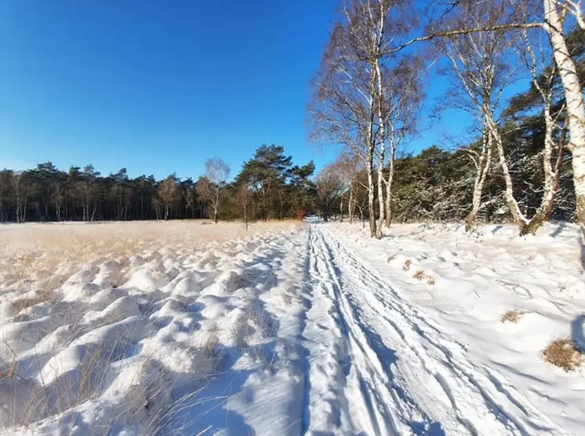 Door de sneeuw en onder een heldere hemel werd het 's nachts ijskoud - Reinout van den Born